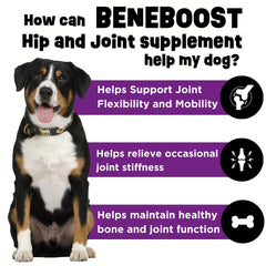 Dinovite BeneBoost assiette-chien et nourriture, plaisir et mobilité.