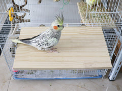 Dnoifne perchoir-rectangle animaux petits bois, idéal pour cages et compagnons