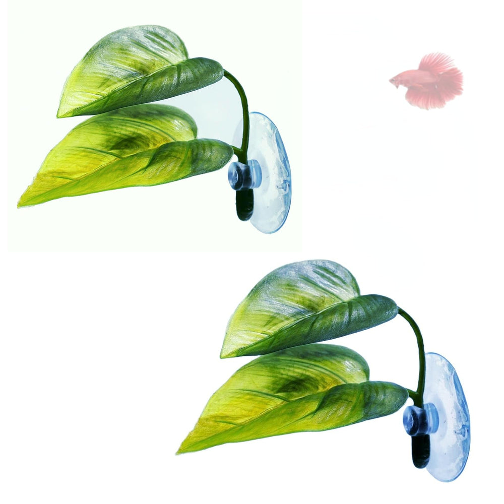 Feuille double DODOAQUA offrant un abri naturel pour le repos du Betta.