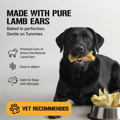 Dog Chits Oreilles d'agneau: chien en entraînement savourant une récompense croquante.