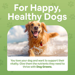 Dog Greens dose-poudre chien, mesure précise pour nourrir chaque repas