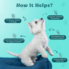 Doggie Herbs Chaga, Lions Mane et Cordyceps — champignons complémentaires ciblant les organes importants