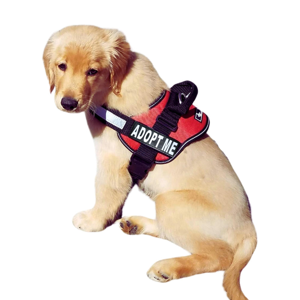 Doggie Stylz Adopt Me harnais nylon avec patch réfléchissant pour meilleure visibilité.