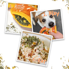Doggijuana Juananip passion-flower-aromatique : soutien naturel lors des périodes stressantes