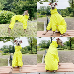 Doggystar tenue sécurité pour lévrier italien jaune, parfaite pour sorties nocturnes.