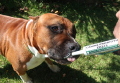 Dogzymes Canine Probiotic Paste, utilisation d’urgence sans réfrigération.