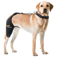 Attelle Dollephi pour genou droit de chien, soutien fiable et confort.