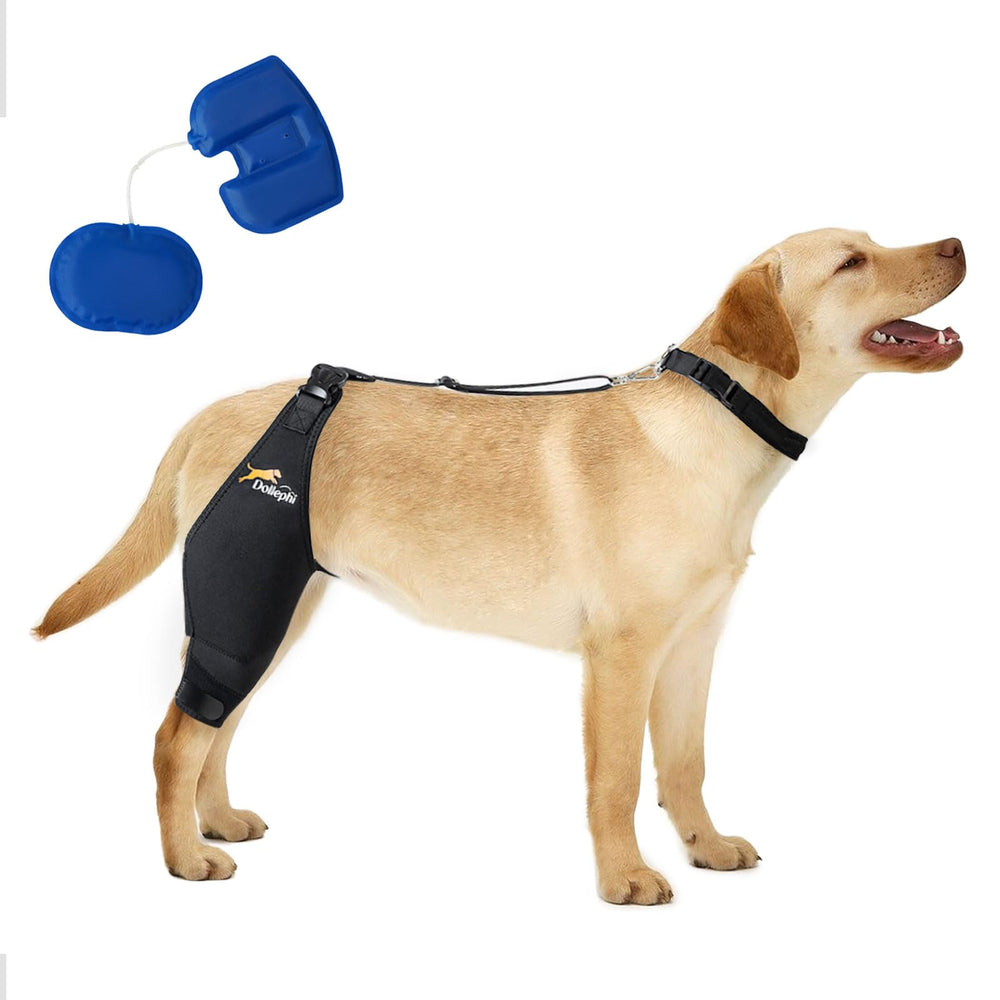Attelle genou chien droite de Dollephi offre stabilité ciblée pour récupération du ligament croisé