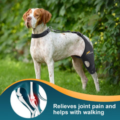 Dollephi genou-chien gauche avec coussin gel stabilisant et maintien sûr.