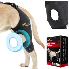 Dollephi orthèse genou chien ensemble pour soutien et stabilité lors des promenades