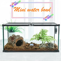 Bol d'eau mini DQITJ en céramique pour tarentule, facile à nettoyer.