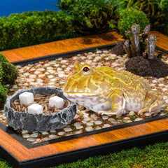 DQITJ Calcium Reptiles — pierre calcique dans l'eau pour animaux