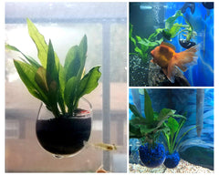 Tasses plante aquatique DS Distinctive Style décor d’aquarium en verre cristal