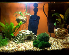 Ventouse intégrée DS Distinctive Style pour fixation fiable dans l’aquarium