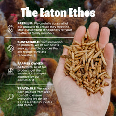 Larves Eaton Pet and Pasture dans un bol, stimulation naturelle pour poules.