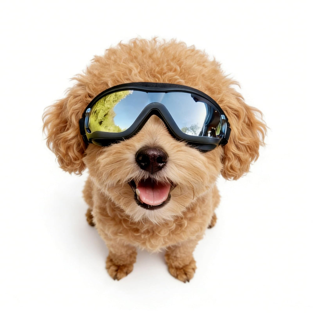 Enjoying lunettes chien petit UV-protection pour sorties en plein air.