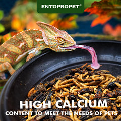 Entopropet – assiette d’insectes séchés prête à servir, riche en calcium et protéines.