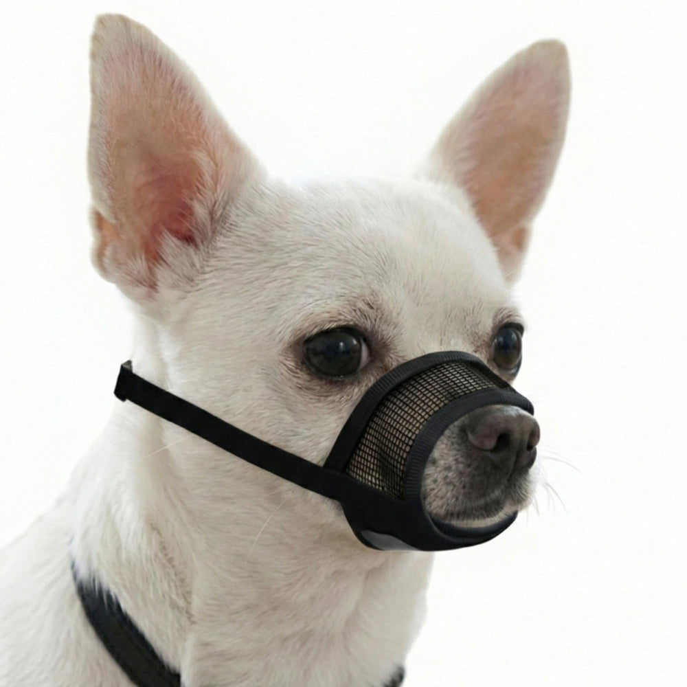 Évollax muselière pour petit chien avec maille douce et respirante.
