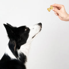 Exclusively Dog Best Buddy Bones, cuisson au four aux États‑Unis, qualité artisanale.