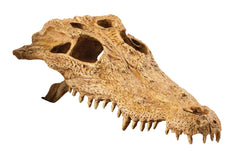 Exo Terra crocodile skull cachette réaliste pour terrarium, refuge sécurisant.