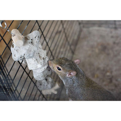 Exotic Nutrition Attache rapide pour pendentif – installation facile dans la cage.