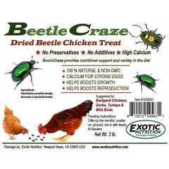 Exotic Nutrition Beetle Craze, insectes séchés riches en protéines.