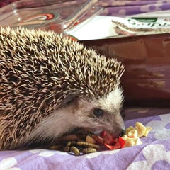 Hedgie Bugs légumes et fruits séchés pour varier l’alimentation du hérisson.