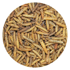 Exotic Nutrition larves riches en calcium et protéines, idéale pour soutenir les plumes et les os.