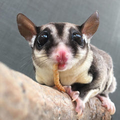 Exotic Nutrition Munchies: longue conservation sans refrigerer.