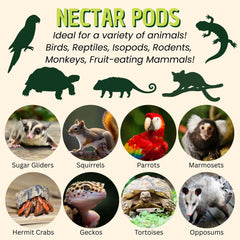 Nectar Pods Exotic Nutrition portions individuelles faciles à distribuer