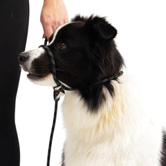 Luca Slip Lead corde résistante, durabilité pour chiens actifs.