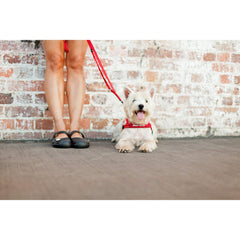 Laisse EzyDog Soft Trainer avec poignée contrôle trafic pour garder votre chien près de vous
