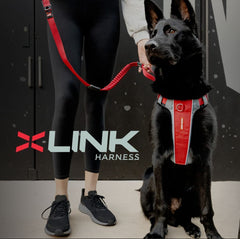 Harnais EzyDog X-Link vue arrière, confort et liberté de mouvement.