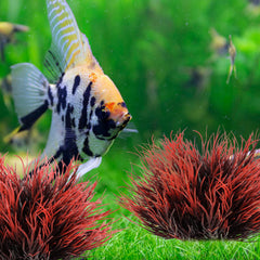 Plante d'aquarium FdcLixuvol couleur noire et rouge, effet visuel élégant et réaliste.