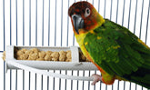 FeatherSmart Porte-millet horizontal fixé au cage pour un accès facile au millet.