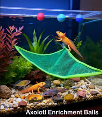 Fejapa assiette d’alimentation axolotl facilite la localisation des repas.