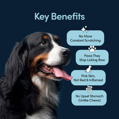 Scratch Buddy : poudre spiruline pour réguler l'histamine et le confort quotidien.