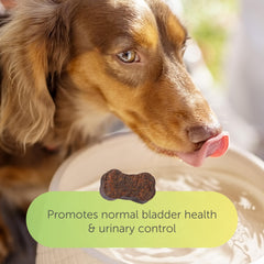 Flo Dog Cranberry – chien heureux après une routine urinaire équilibrée.