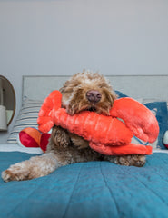 Manny Lobster Fluff & Tuff, yeux brodés pour la sécurité et le jeu surveillé.