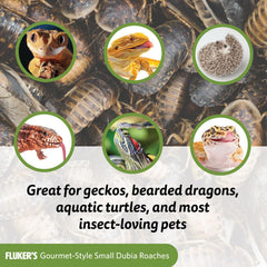 Utilisation pratique pour reptiles et oiseaux, sans insectes vivants à élever