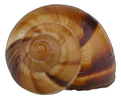 Coquilles escargot Directement de France, usages variés pour cuisson ou décoration.