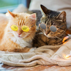 Frienda lunettes chat-chien confortables et adaptées pour petits animaux lors de sorties.