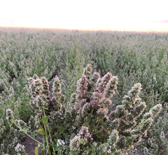 From The Field cataire, feuilles et fleurs ensemble premium, arôme riche pour stimulation naturelle du chat.