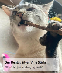 From The Field Silver Vine Sticks – activité physique et jeu interactif pour chats.