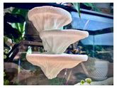 frosto étagère champignon terrarium — favorise escalade et repos des reptiles.