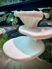 frosto plateau champignon terrarium — surface spacieuse pour repos au soleil.