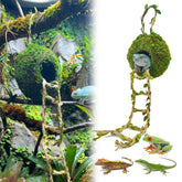 Funtinshdy caverne-mousse suspendue, refuge naturel pour reptiles arboricoles.