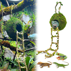 Funtinshdy caverne-mousse suspendue, refuge naturel pour reptiles arboricoles.
