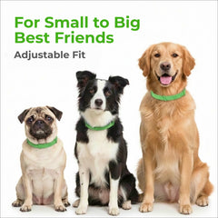 Le FurLife collier-chien actif en extérieur convient aux sorties quotidiennes.