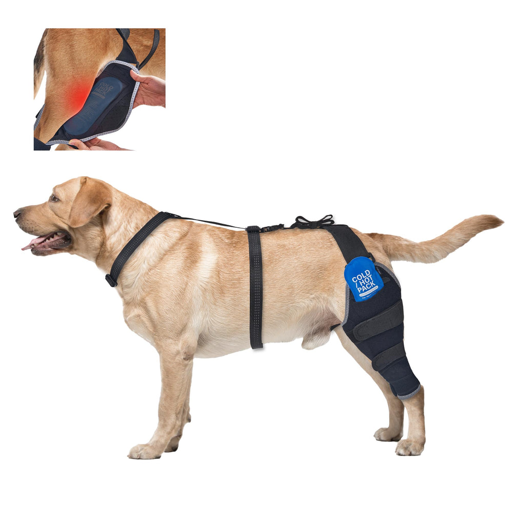 Brace genou arrière Furtent sur le chien pour une stabilité renforcée.